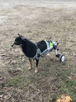 Chihuahua and Rat Terrier Dogs Available for Adoption - Rory | PetCurious