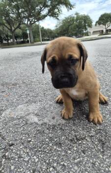 Black Mouth Cur and Mastiff Dogs Available for Adoption in Orlando, Florida - Ghini | PetCurious
