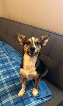 Rescue Chihuahua and Jack Russell Terrier Dogs for Adoption in Spring Hill, Tennessee - Darla | PetCurious