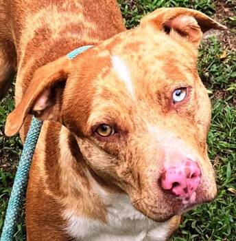 Rescue Catahoula Leopard Dog Dogs for Adoption in Charlottesville, Virginia - Razzle, Very Handsome Catahoula Boy, Super Sweet ! | PetCurious