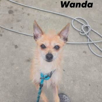 Wirehaired Terrier and Chihuahua Dogs Available for Adoption - Wanda | PetCurious