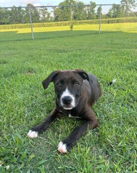 Puddle -  Pit Bull Terrier Dog for Adoption in New Bern, North Carolina - Puddle | PetCurious