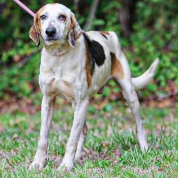 Treeing Walker Coonhound Dogs Available for Adoption in Rocky Mount, Virginia - Yahtzee | PetCurious