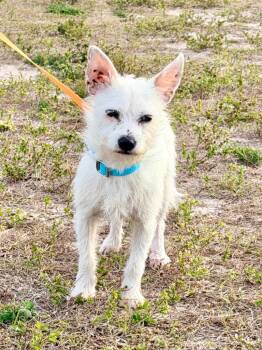 Wirehaired Terrier and Mixed Breed Dogs Available for Adoption - Laser | PetCurious