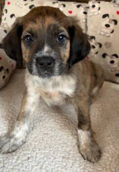 Plott Hound and Australian Shepherd Dogs Available for Adoption - Nash | PetCurious