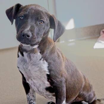 Pointer and Labrador Retriever Dogs Available for Adoption - Boa | PetCurious