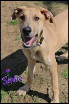 Great Dane Dogs Available for Adoption in Shippenville, Pennsylvania - Sadie | PetCurious