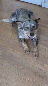 Australian Cattle Dog Blue Heeler Dogs Available for Adoption - Chewy | PetCurious
