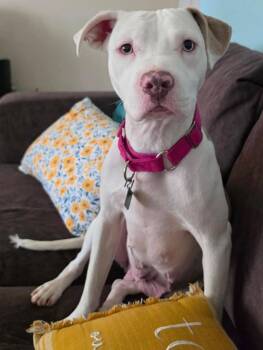 Lottie *TRANSPORTATION AVAILABLE* -  Pit Bull Terrier Dog for Adoption in Oxford, Michigan - Lottie *TRANSPORTATION AVAILABLE* | PetCurious