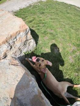 Mixed Breed Dogs Available for Adoption in Kansas City, Missouri - Haiku | PetCurious