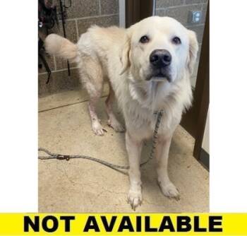 Rescue Great Pyrenees and Mixed Breed Dogs for Adoption in Eugene, Oregon - Lorek | PetCurious