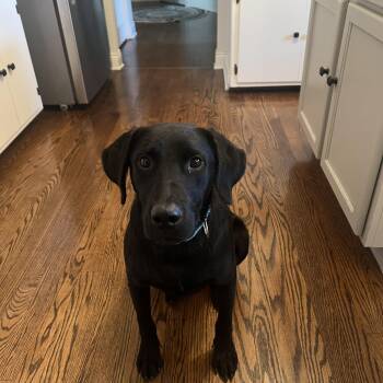 Romeo -  Black Labrador Retriever Dog for Adoption in Oswego, Illinois - Romeo | PetCurious