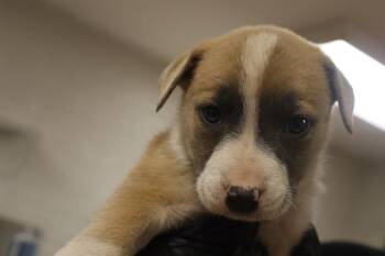 Rescue Mixed Breed Dogs for Adoption in Columbia, South Carolina - CAMO | PetCurious