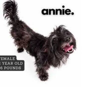 Annie -  Mixed Breed Dog for Adoption in Ashland, Kentucky - Annie | PetCurious