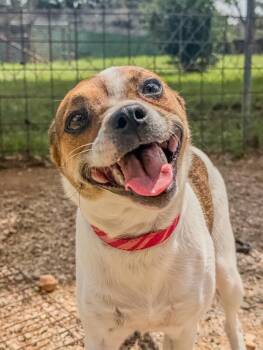 Rockette -  Jack Russell Terrier and Terrier Dog for Adoption in Marble Falls, Texas - Rockette | PetCurious