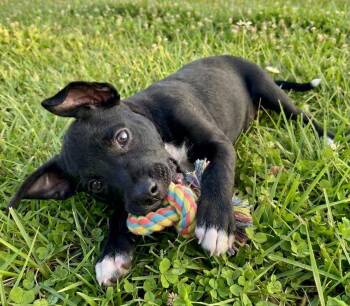 Vinny -  Miniature Pinscher and Chihuahua Dog for Adoption in Crown Point, Indiana - Vinny | PetCurious
