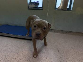 Coco Butter -  Mixed Breed Dog for Adoption in New York, New York - Coco Butter | PetCurious