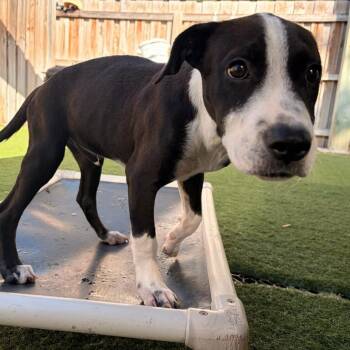 Jack -  Treeing Walker Coonhound and Pit Bull Terrier Dog for Adoption in Melrose, Florida - Jack | PetCurious