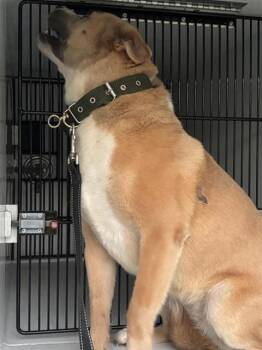 PRINCESA -  Labrador Retriever and Mixed Breed Dog for Adoption in Houston, Texas - PRINCESA | PetCurious