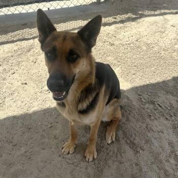 German Shepherd Dog and Mixed Breed Dogs Available for Adoption in Thousand Palms, California - LILA | PetCurious