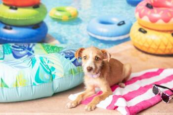 Rella -  Terrier Dog for Adoption in Warner Robins, Georgia - Rella | PetCurious