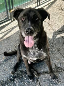 Rescue Labrador Retriever and Mixed Breed Dogs for Adoption in Roseville, California - Ozzy | PetCurious