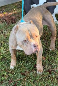 Rescue Bulldog Dogs for Adoption in Lutz, Florida - Betty Davis | PetCurious