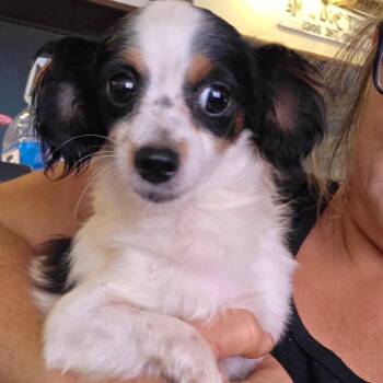 BW -  Chihuahua Dog for Adoption in Goltry, Oklahoma - BW | PetCurious