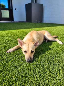 McDermott -  Australian Cattle Dog Blue Heeler Dog for Adoption in VERNON ROCKVL, Connecticut - McDermott | PetCurious