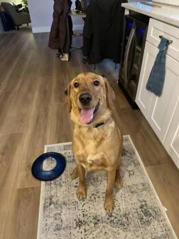 Labrador Retriever and Golden Retriever Dogs Available for Adoption - Marley | PetCurious