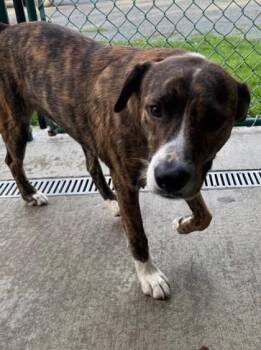 Rescue Border Collie Dogs for Adoption in Stanwood, Washington - Reese | PetCurious