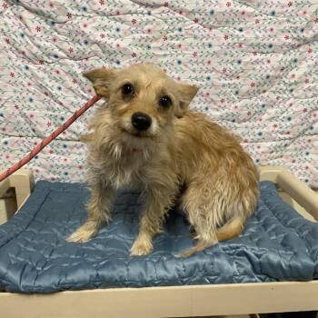 A613509 -  Norfolk Terrier and Mixed Breed Dog for Adoption in Modesto, California - A613509 | PetCurious