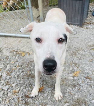 Rescue Dogo Argentino and Catahoula Leopard Dog Dogs for Adoption in Nashville, Tennessee - Appelonia "Apple" {COMING SOON} | PetCurious