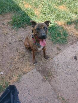 Rescue American Staffordshire Terrier Dogs for Adoption in Auburn, Pennsylvania - Ben | PetCurious