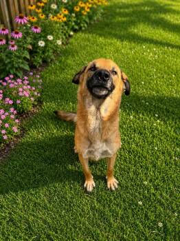 Jackson -  Shepherd Dog for Adoption in Lancaster, Kentucky - Jackson | PetCurious