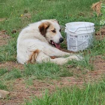 Rescue Mixed Breed Dogs for Adoption in Bismarck, North Dakota - Wayne | PetCurious