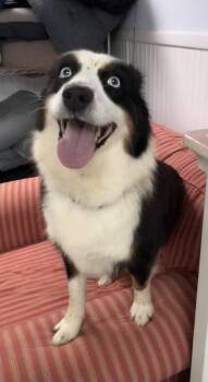 Amora -  Australian Shepherd Dog for Adoption - Amora | PetCurious