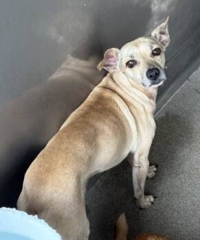 Rescue Chihuahua Dogs for Adoption in San Bernardino, California - CARINO | PetCurious