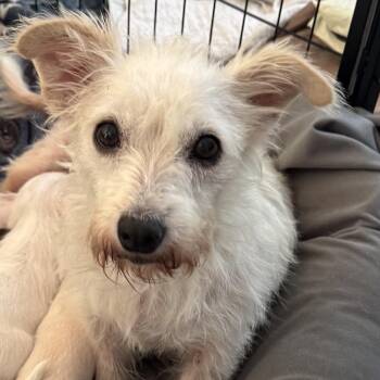 Reba (Mama, Reba Litter) -  Terrier Dog for Adoption in San Diego, California - Reba (Mama, Reba Litter) | PetCurious