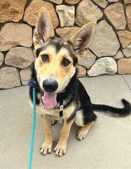 ESTRELLA -  German Shepherd Dog and Mixed Breed Dog for Adoption in Sacramento, California - ESTRELLA | PetCurious