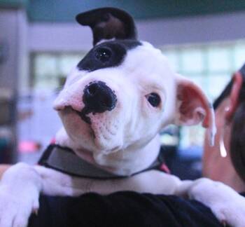 Canyon -  Pit Bull Terrier Dog for Adoption - Canyon | PetCurious