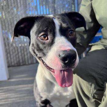 Pit Bull Terrier and Labrador Retriever Dogs Available for Adoption in Alameda, California - HUGGY | PetCurious