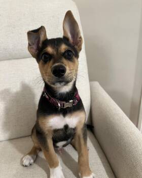 German Shepherd Dog and Labrador Retriever Dogs Available for Adoption in Madisonville, Louisiana - GIBSIE | PetCurious