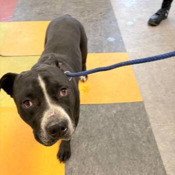 Pit Bull Terrier Dogs Available for Adoption - Shayn | PetCurious