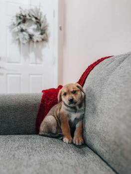 Shepherd Dogs Available for Adoption - Orchid | PetCurious