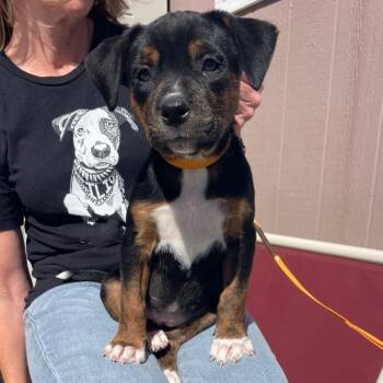 Mixed Breed Dogs Available for Adoption - Omelette | PetCurious