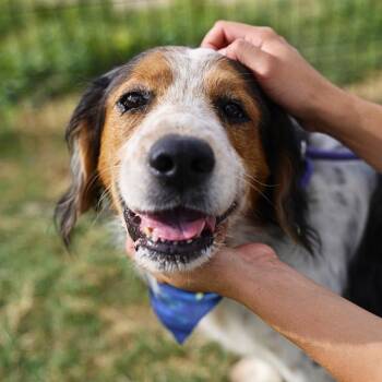 RUPERT -  Cocker Spaniel Dog for Adoption in San Antonio, Texas - RUPERT | PetCurious