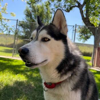 Bali -  Husky Dog for Adoption in Murray, Utah - Bali | PetCurious