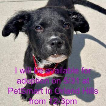 Shepherd and Mixed Breed Dogs Available for Adoption in Matteson, Illinois - Damon | PetCurious