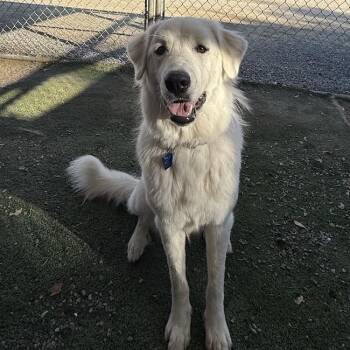 Sierra -  Great Pyrenees Dog for Adoption in San Diego, California - Sierra | PetCurious